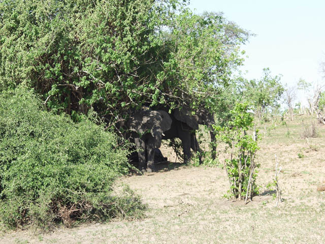 El�phants utilisant le moindre arbre pour se prot�ger du soleil