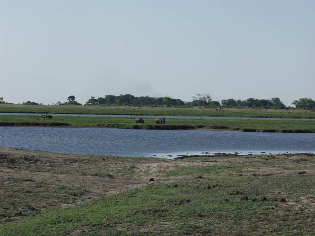 Hippopotames broutant