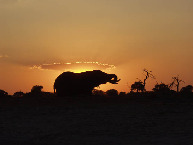 Elphant au coucher du soleil