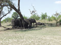 El�phants se prot�geant du soleil