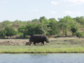 Hippopotame avec son petit