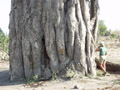 Baobab et Kattya