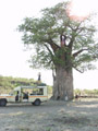 Au pied du Baobab