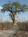 Baobab rong par les lphants