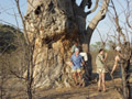 See, Jean-Pierre, Patricia et Estelle devant un baobab