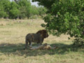 Lions... aprs l'accouplement