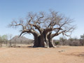 Baobab