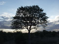 Arbre au soleil couchant