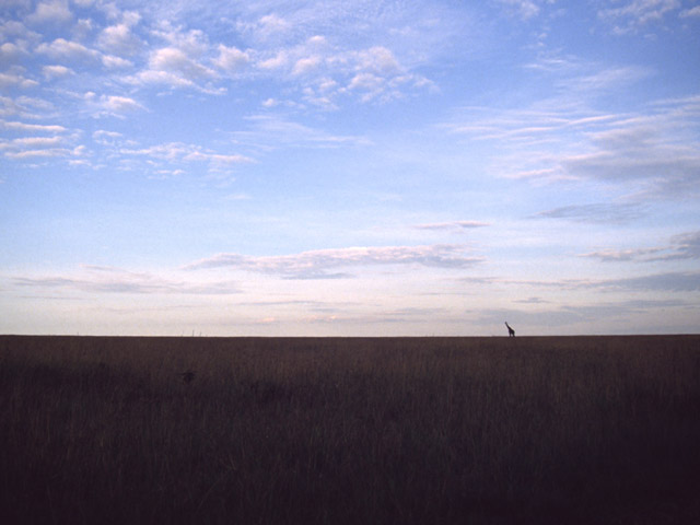 Girafe dans la savane kenyane