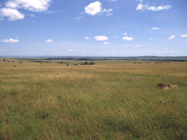 Out of Africa : lions � Masa� Mara