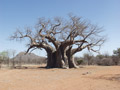 Baobab prs de Tshipise